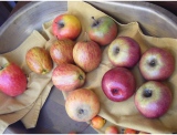 fruitsdecoratifs - .