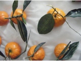 fruitsdecoratifs - .