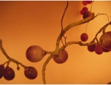 fruitsdecoratifs - .
