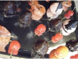 fruitsdecoratifs - .