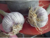 fruitsdecoratifs - .