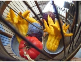 fruitsdecoratifs - .