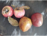 fruitsdecoratifs - .