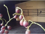 fruitsdecoratifs - .