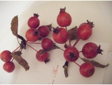 fruitsdecoratifs - .