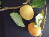 fruitsdecoratifs - .