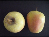 fruitsdecoratifs - .