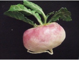 fruitsdecoratifs - .