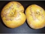 fruitsdecoratifs - .