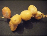 fruitsdecoratifs - .