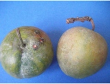 fruitsdecoratifs - .