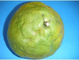 fruitsdecoratifs - .