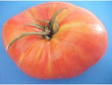 fruitsdecoratifs - .