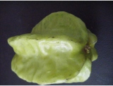 fruitsdecoratifs - .