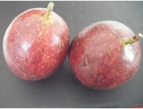 fruitsdecoratifs - .