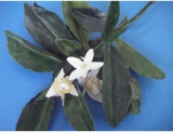 fruitsdecoratifs - .