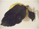 fruitsdecoratifs - .
