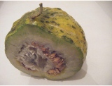 fruitsdecoratifs - .