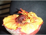 fruitsdecoratifs - .