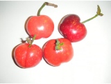 fruitsdecoratifs - .