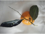 fruitsdecoratifs - .