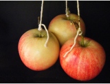 fruitsdecoratifs - .