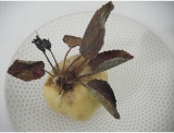 fruitsdecoratifs - .