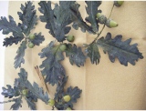 fruitsdecoratifs - .
