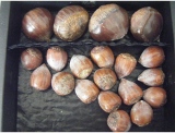 fruitsdecoratifs - .