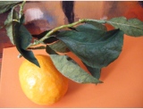 fruitsdecoratifs - .