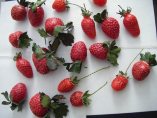 fruitsdecoratifs - Contact